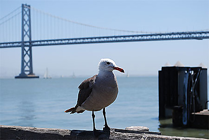 Oakland Bay Bridge et mouette