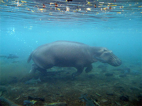 Hippo sous l'eau