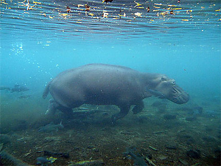 Hippo sous l'eau