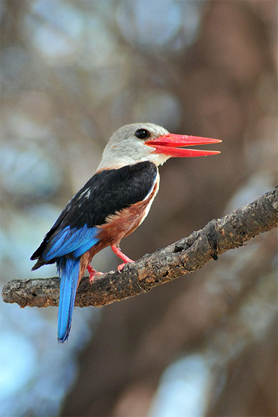 Kingfisher Kingfisher