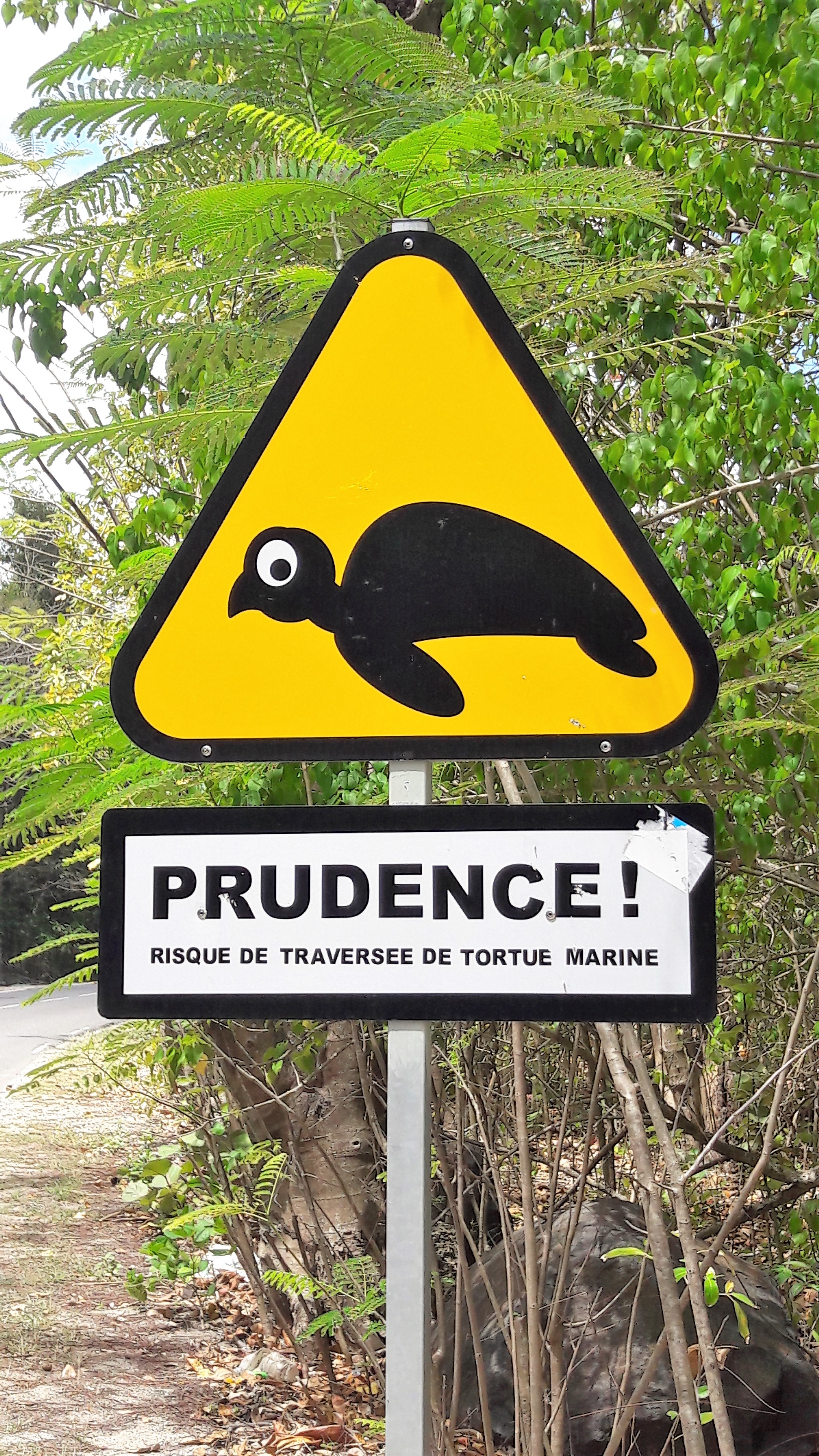 Traversée de tortues marines