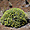 Nauplius daltonii, endémique du cap vert