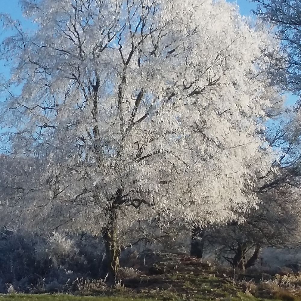 Arbre enneigé