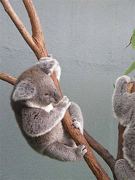 Koala à Wildlife