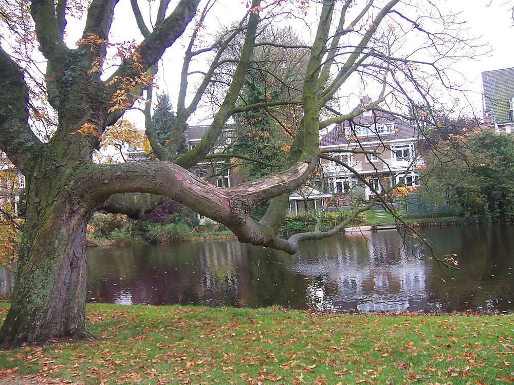 Un dimanche matin au Vondelpark