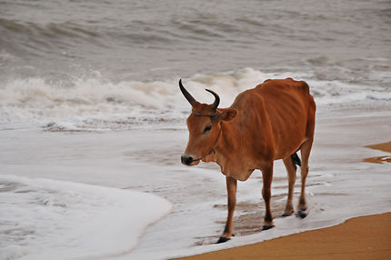 Une vache les pattes dans les vagues 