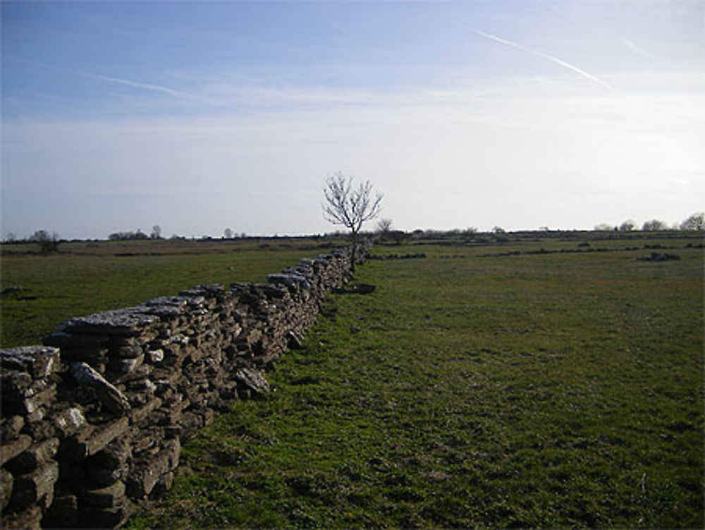 Sur l'île d'Öland