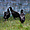 Les vautours des Everglades