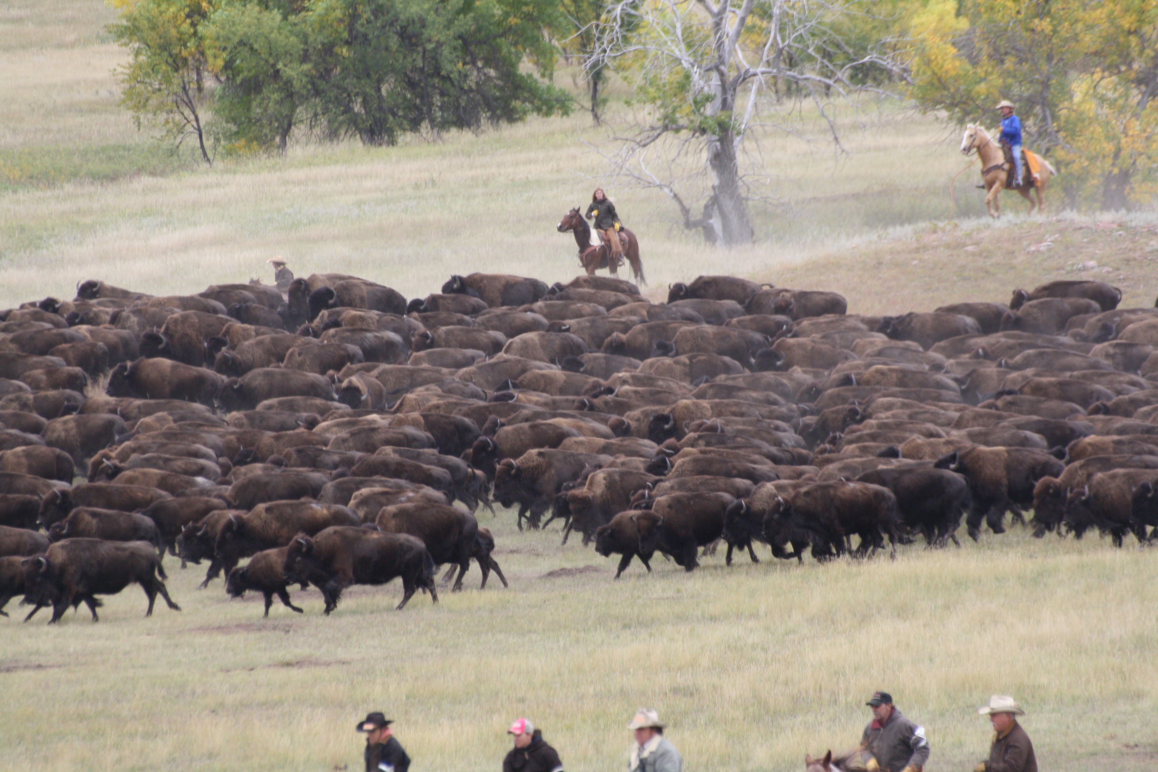 The Buffalo Round up The Buffalo Round up