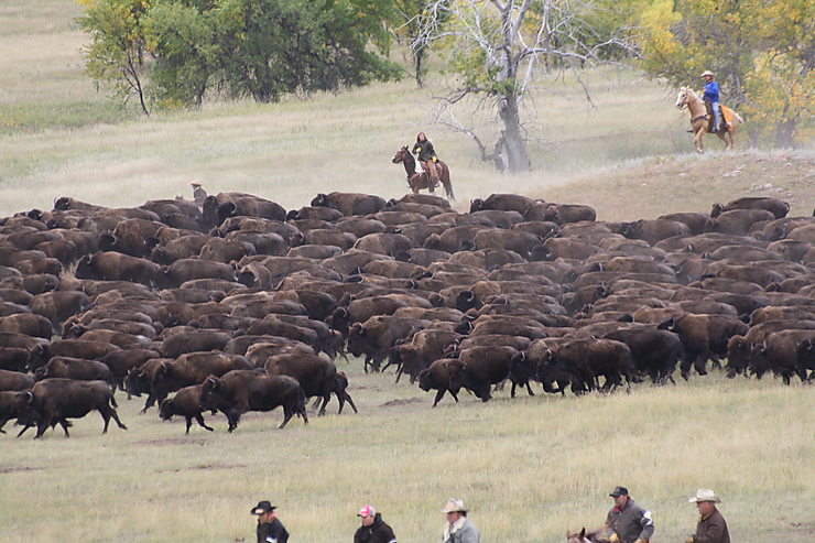 Rassemblement des 1400 bisons du Custer State Park, États-Unis