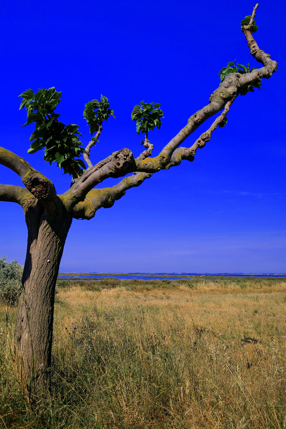 Arbre de Sète