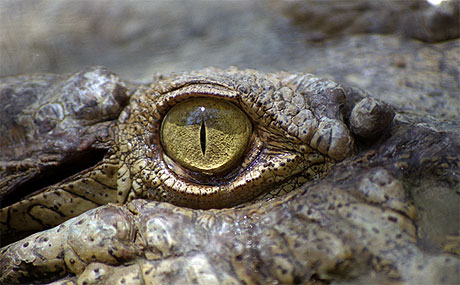 Dans l'oeil du Crocodile Dans l'oeil du Crocodile