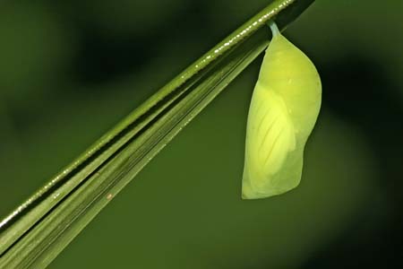 Chrysalide de papillionidé Chrysalide de papillionidé