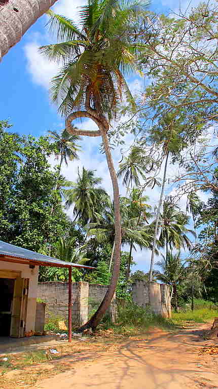 Noeud dans le palmier