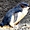 Pingouin - St Kilda jetée