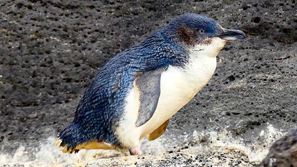 Pingouin - St Kilda jetée
