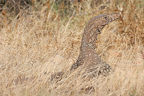 Varan Varan