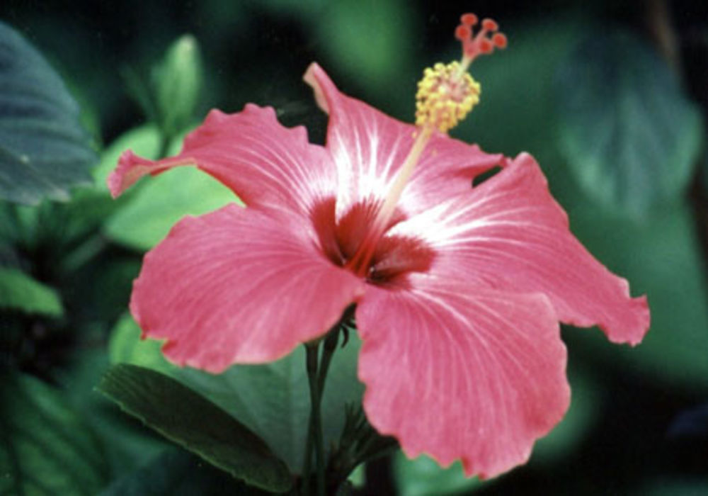 Hibiscus à Puerto Ayora