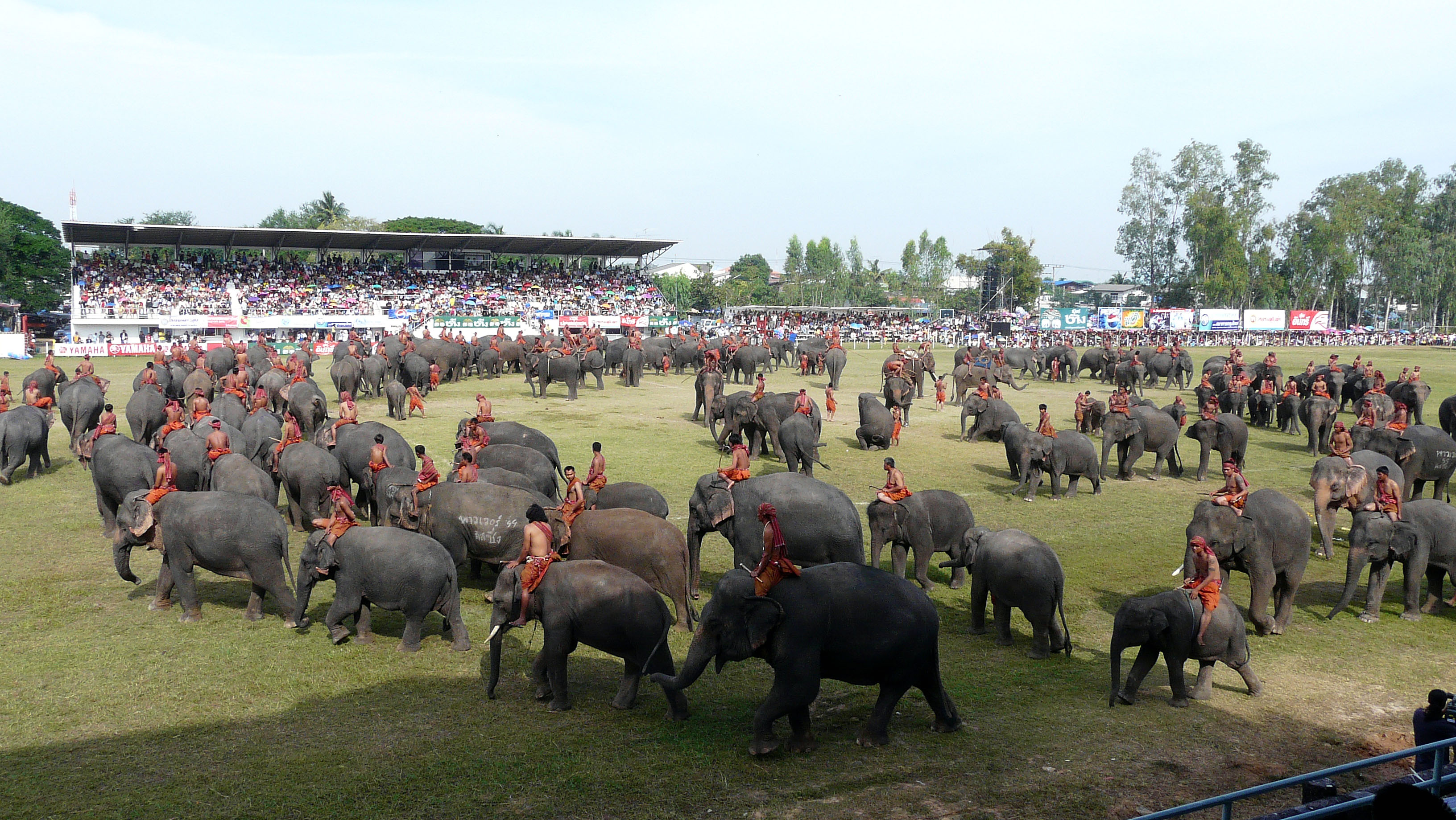Rassemblement des éléphants de Surin