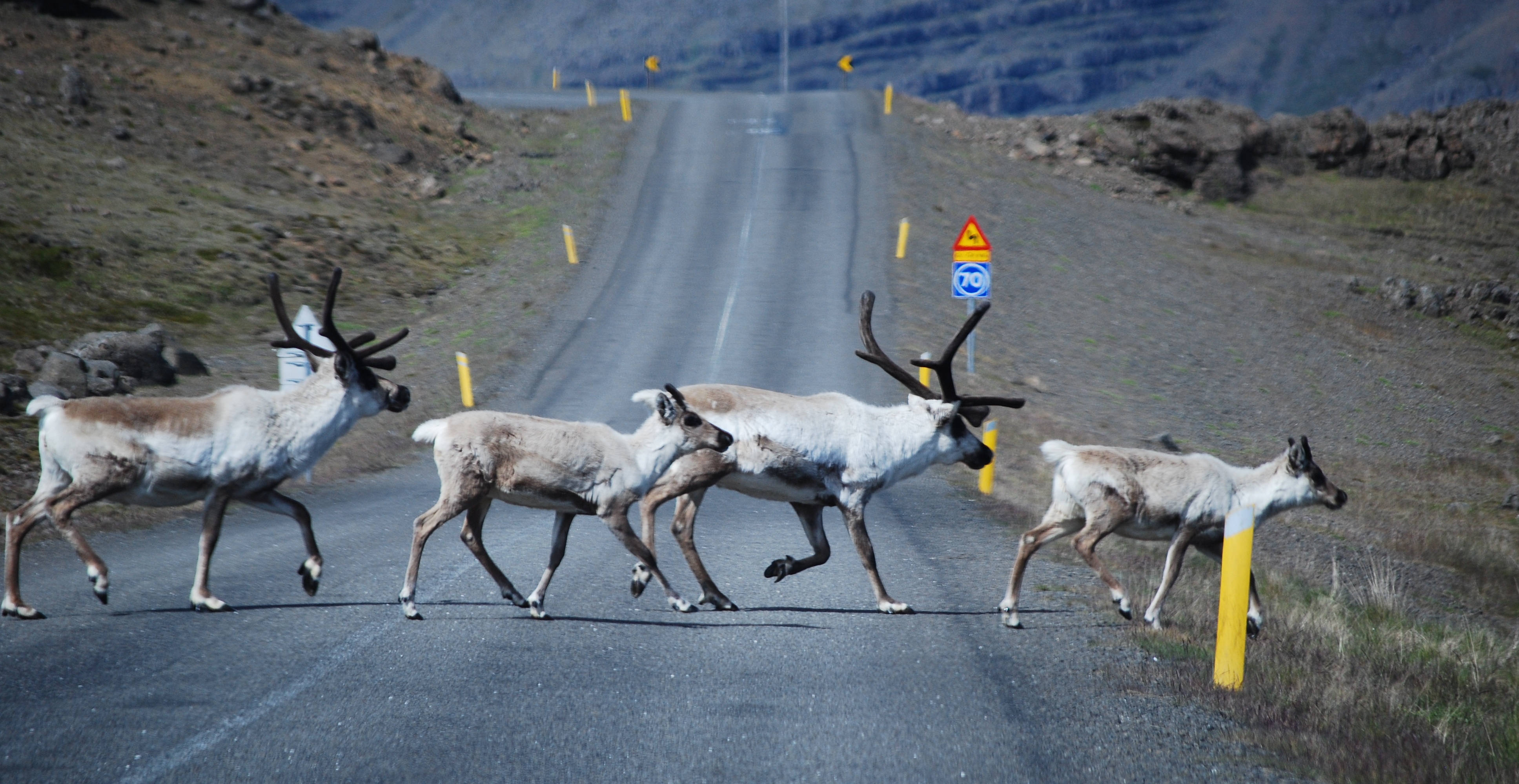 Priorité aux... rennes sur les routes d'Islande Priorité aux... rennes sur les routes d'Islande