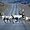 Priorité aux... rennes sur les routes d'Islande