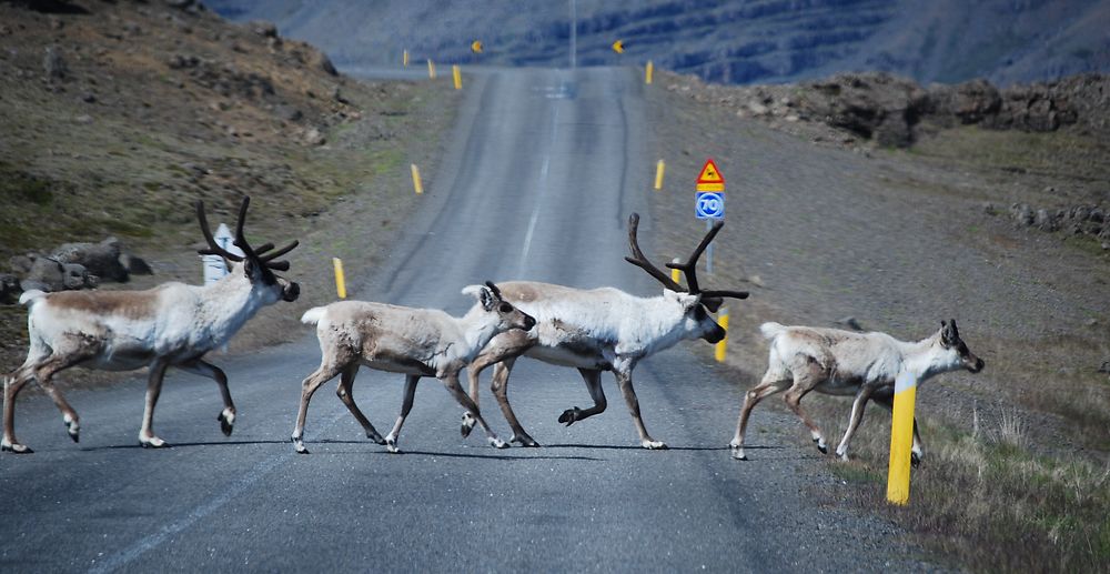 Priorité aux... rennes sur les routes d'Islande