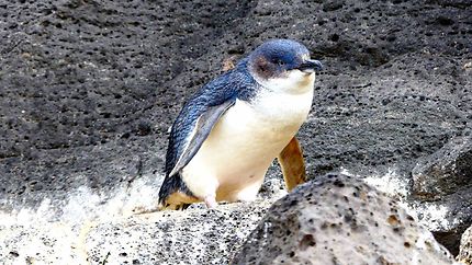 Pingouin - St Kilda Pier
