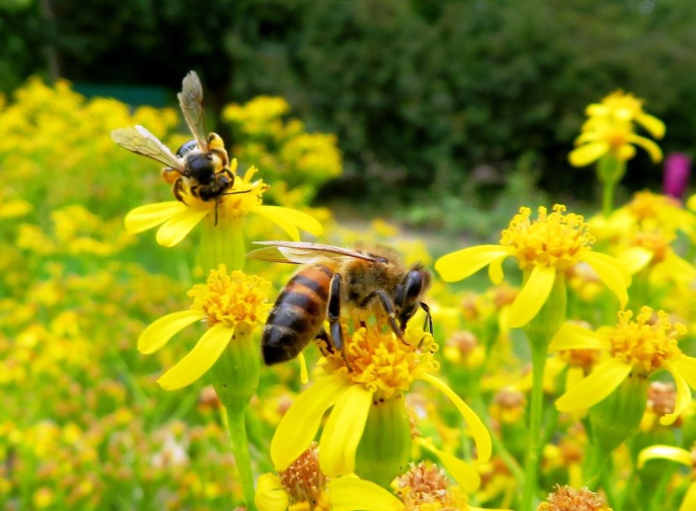 Les abeilles du square Henri Galli