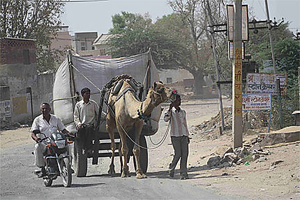 Convoi de chameau