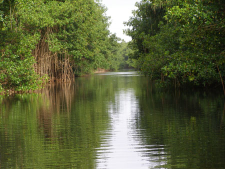 Mangrove Mangrove