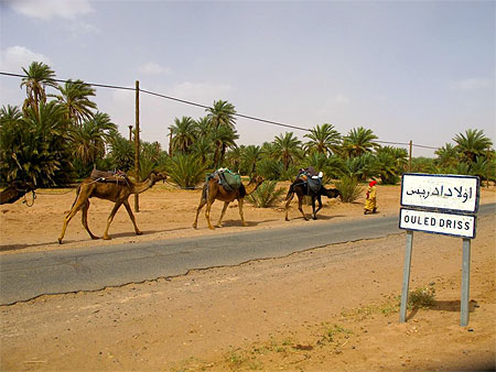 Un chamelier accompagné dans le sud marocain Un chamelier accompagné dans le sud marocain