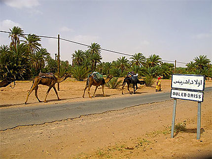 Un chamelier accompagné dans le sud marocain