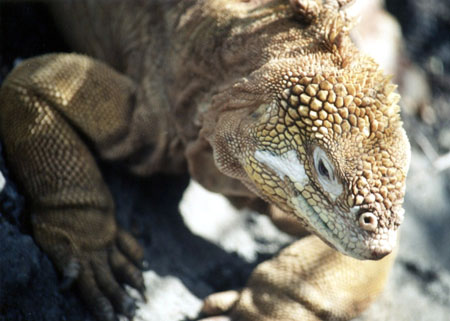 Iguane Terrestre, Station Darwin Iguane Terrestre, Station Darwin