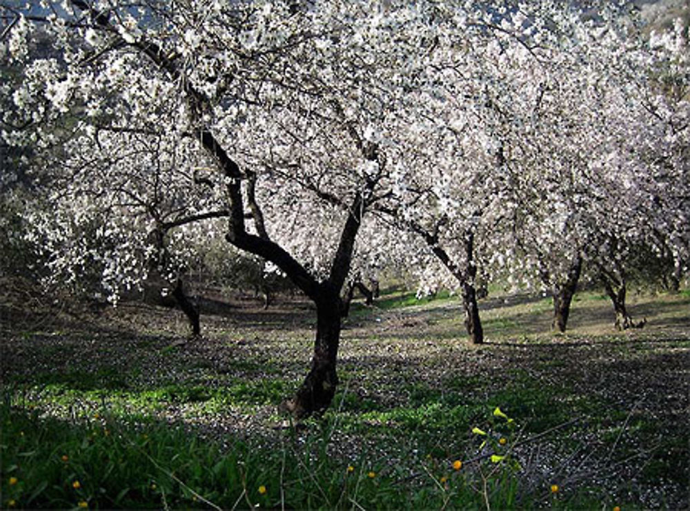 Amandiers en fleurs à Arenas