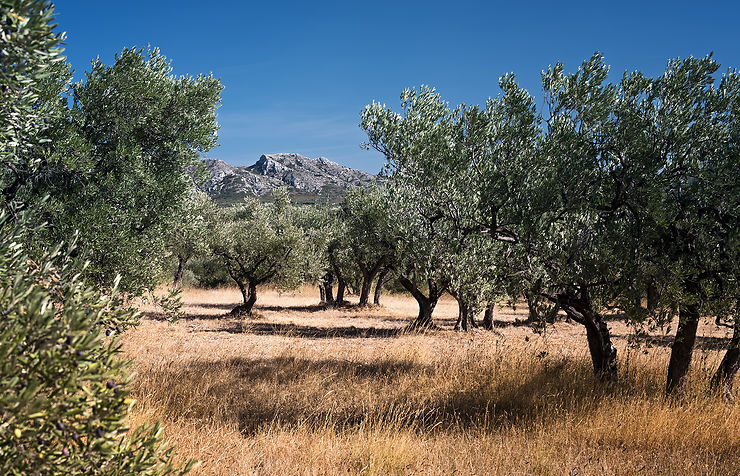 Provence - Un petit musée sur l'huile d'olive à Maussane-les-Alpilles
