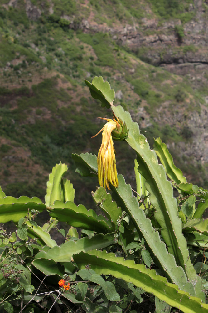 Cactus Fruit Du Dragon Pitaya Plantes le De S o Nicolau Cap cactus-fruit-du-dragon-pitaya-plantes-le-de-s-o-nicolau-cap