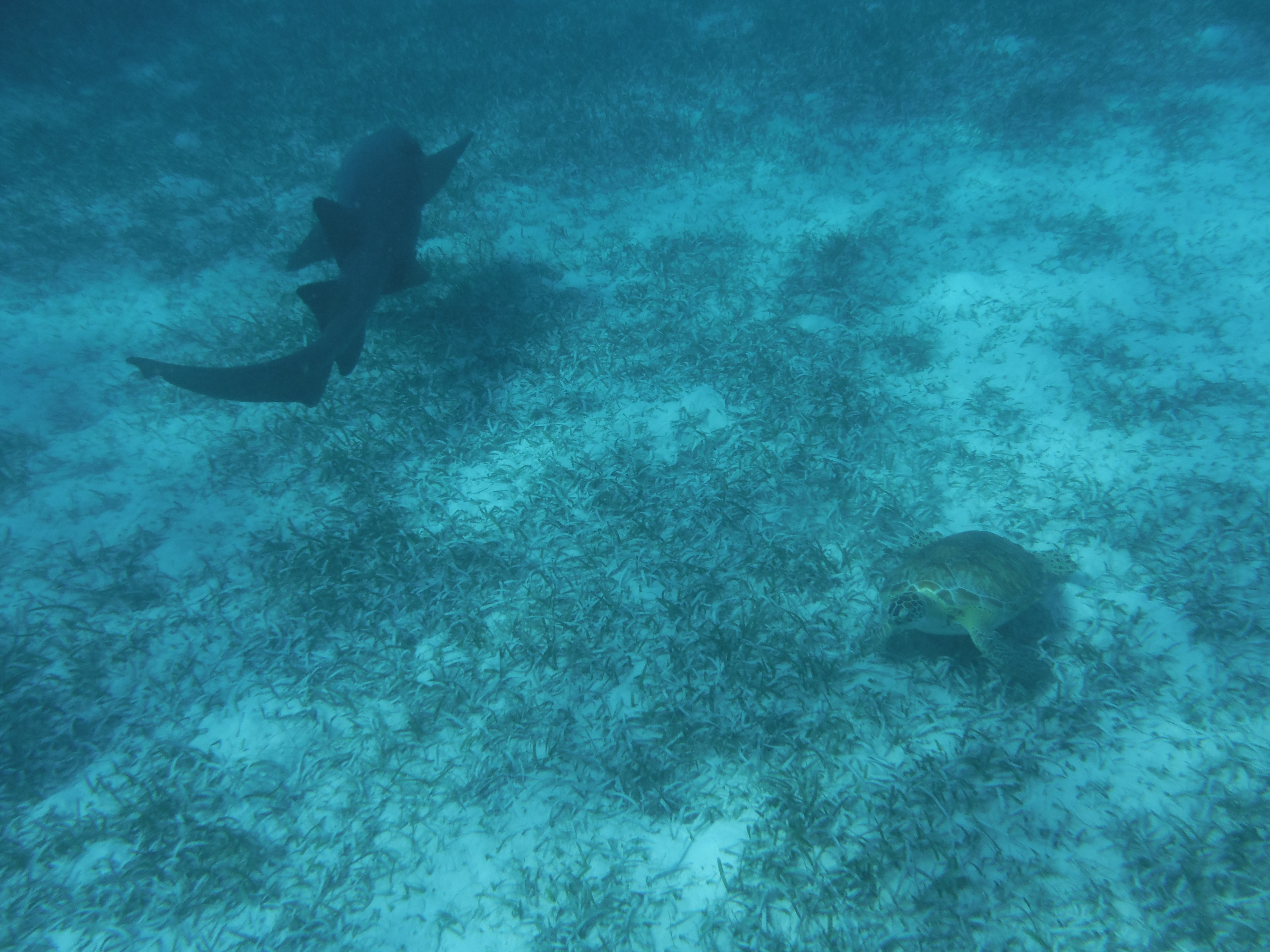 Animaux marins Animaux marins