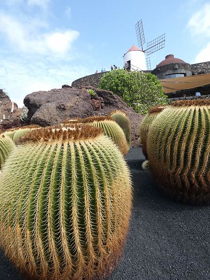 Jardin des cactus 