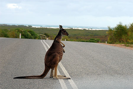 Kangourou Kangourou