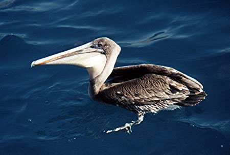 Pélican brun Pélican brun