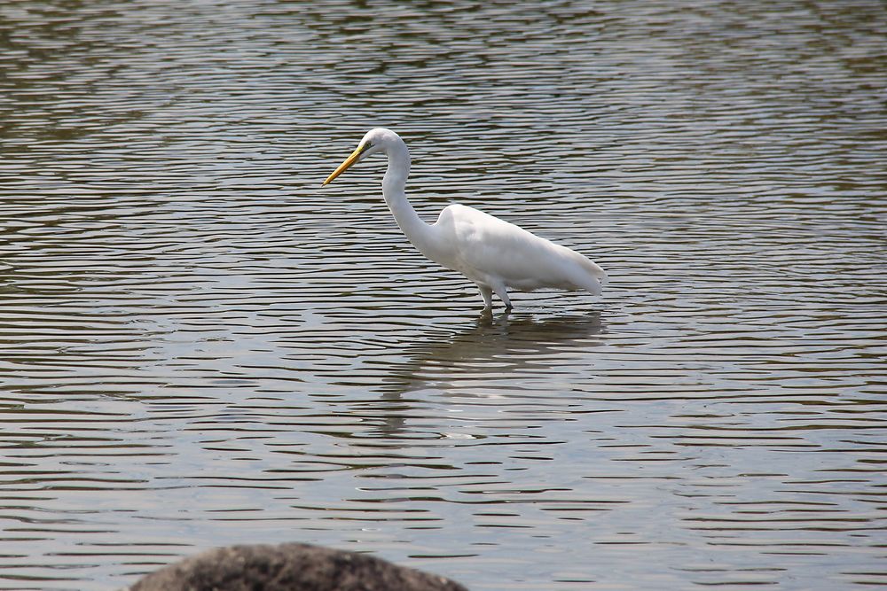 Grande aigrette, Kumamoto, Japon