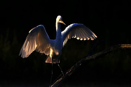 Grande aigrette