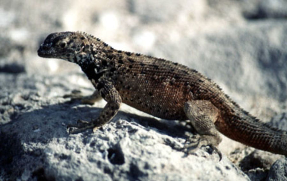 Lézard de lave