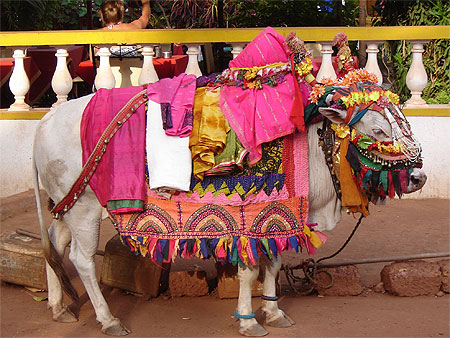 Vache sacrée Vache sacrée