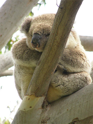 Koala à Cap Otway