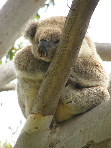 Koala à Cap Otway Koala à Cap Otway