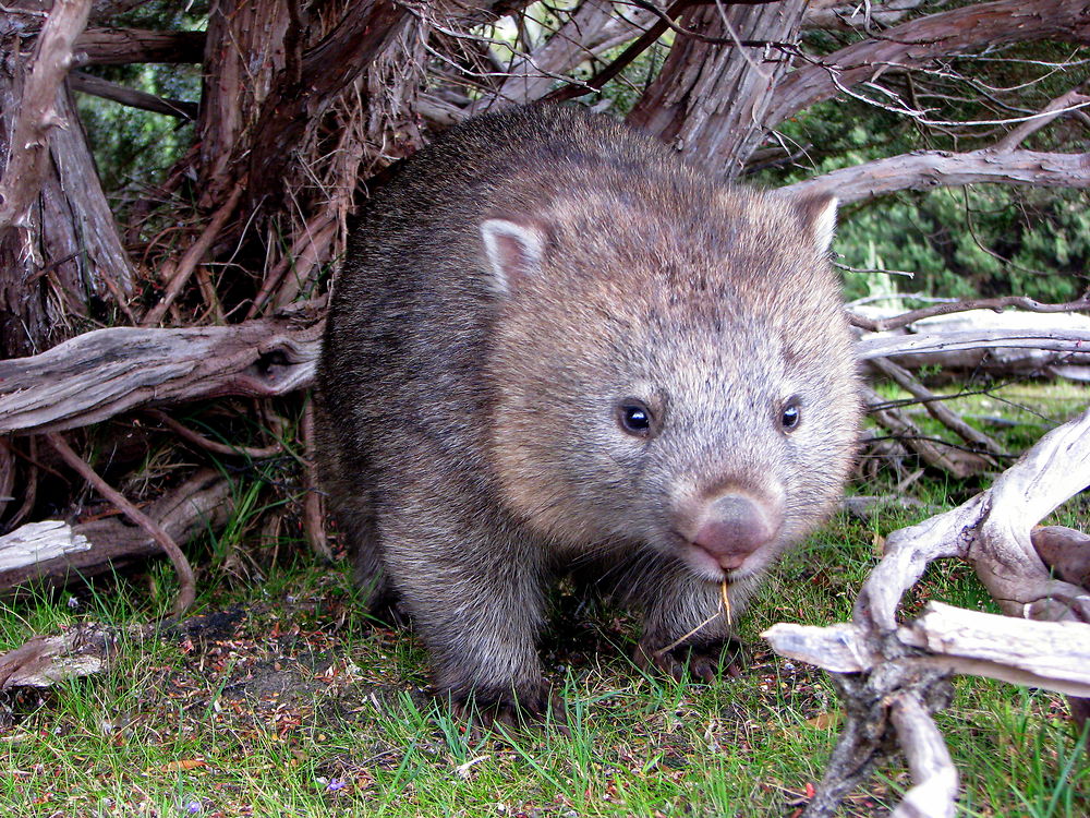 The wombat