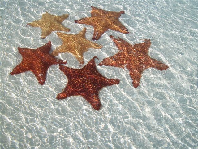 Étoiles de Mer à Cayo Largo Étoiles de Mer à Cayo Largo