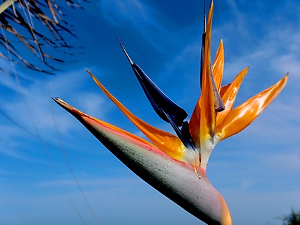 Fleur symbolique l'Oiseau du Paradis