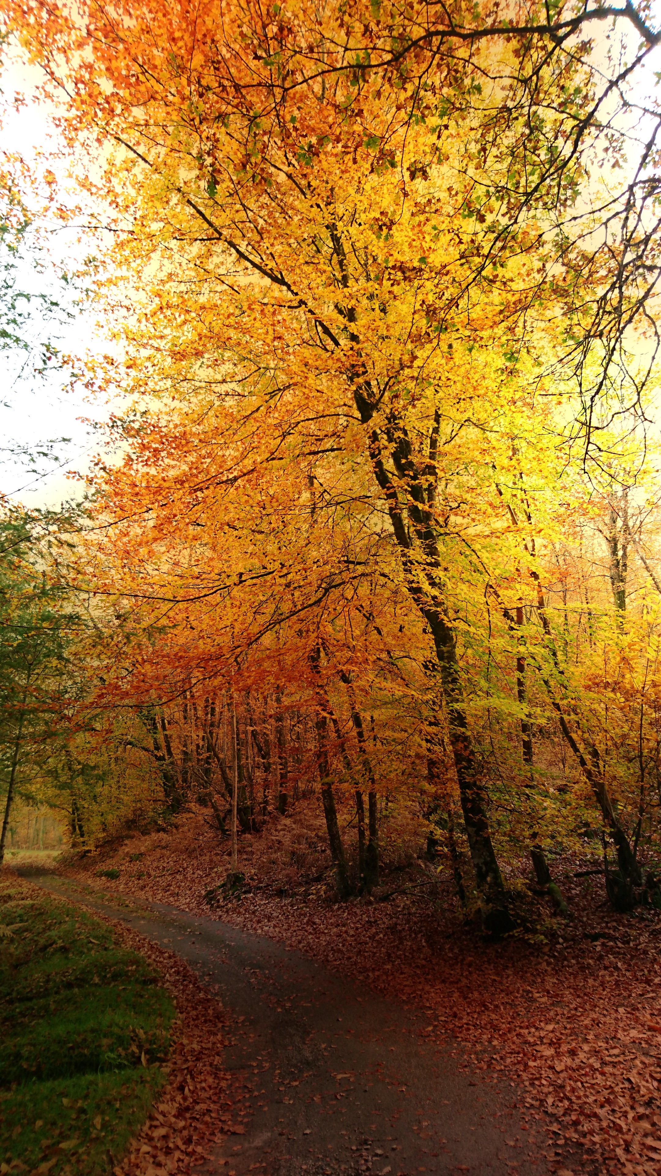 Automne couleur or Automne couleur or